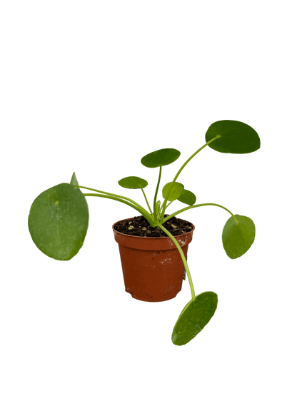 פילאה פפרומוידיס קוטר 9 - רוטין (ירוק במרפסת לשעבר)