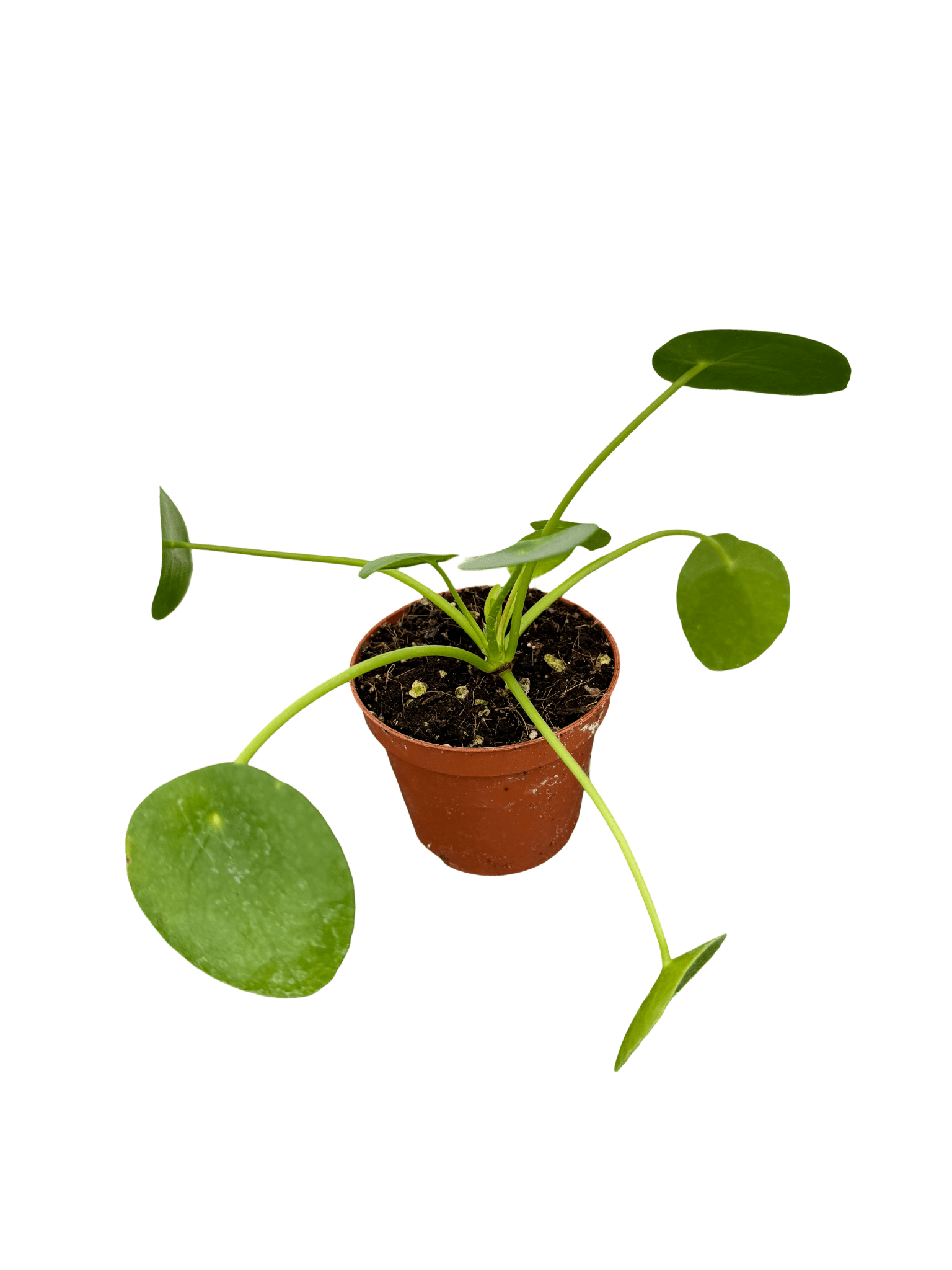 פילאה פפרומוידיס קוטר 9 - רוטין (ירוק במרפסת לשעבר)