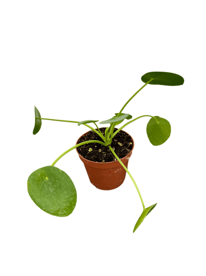 פילאה פפרומוידיס קוטר 9 - רוטין (ירוק במרפסת לשעבר)