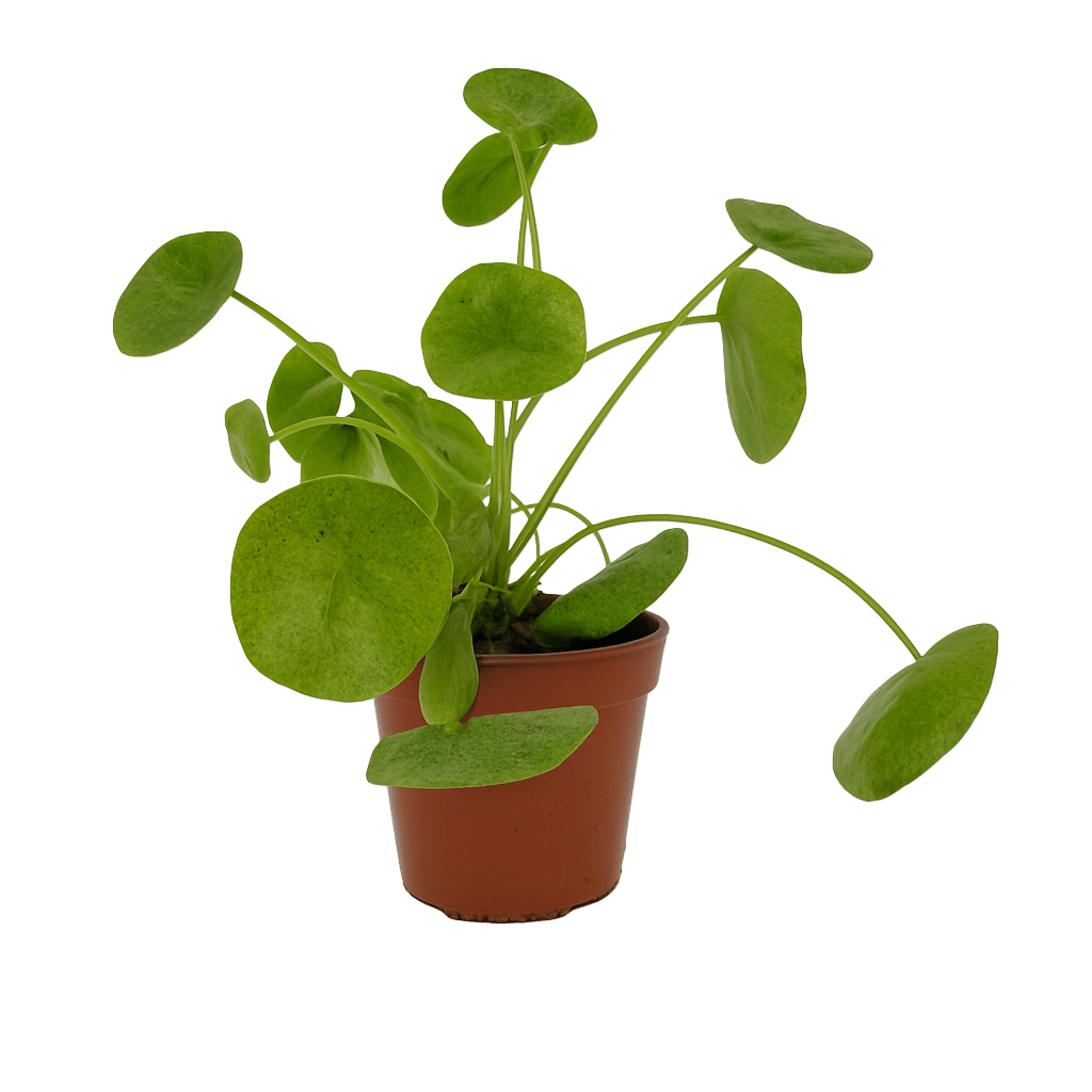 פילאה מוחיטו - רוטין (ירוק במרפסת לשעבר)