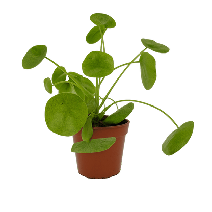 פילאה מוחיטו - רוטין (ירוק במרפסת לשעבר)