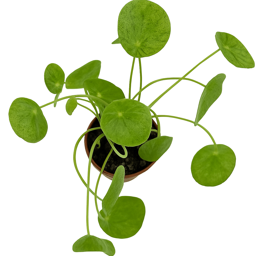 פילאה מוחיטו - רוטין (ירוק במרפסת לשעבר)