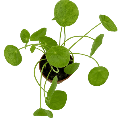 פילאה מוחיטו - רוטין (ירוק במרפסת לשעבר)