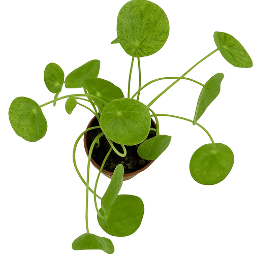 פילאה מוחיטו - רוטין (ירוק במרפסת לשעבר)