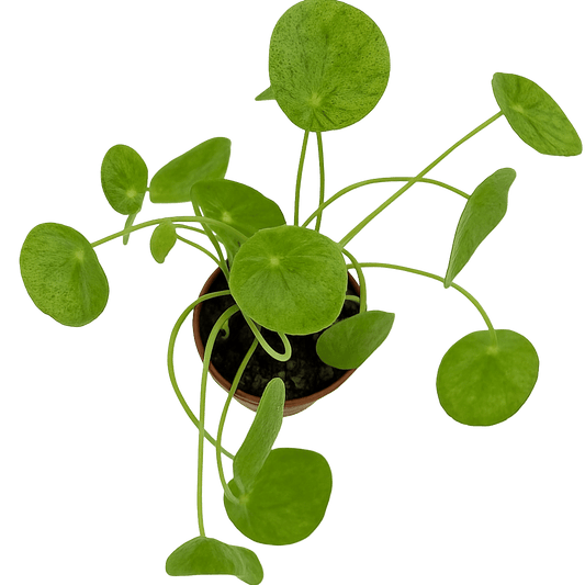 פילאה מוחיטו - רוטין (ירוק במרפסת לשעבר)