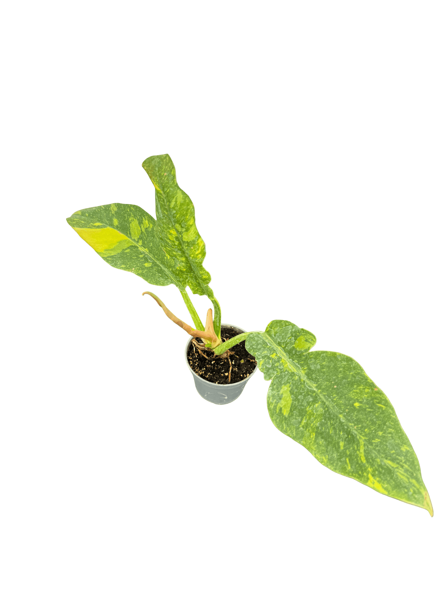 פילדנדרון רינג אוף פייר קוטר 9 - רוטין (ירוק במרפסת לשעבר)