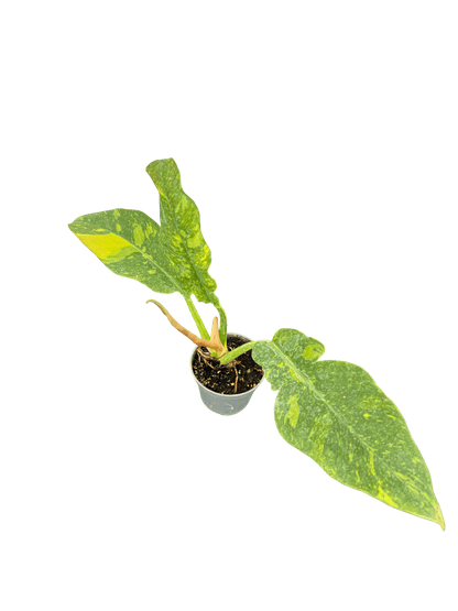 פילדנדרון רינג אוף פייר קוטר 9 - רוטין (ירוק במרפסת לשעבר)