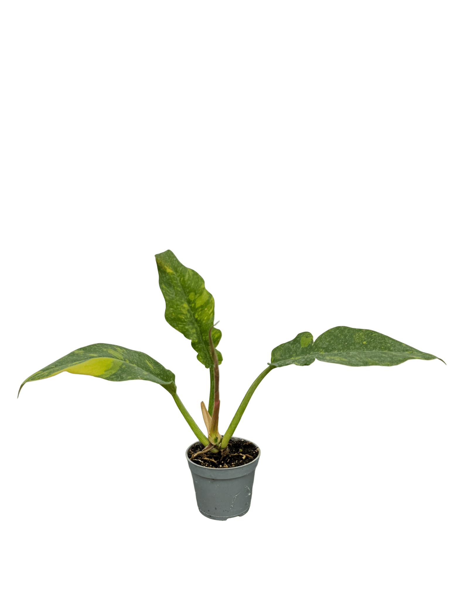 פילדנדרון רינג אוף פייר קוטר 9 - רוטין (ירוק במרפסת לשעבר)