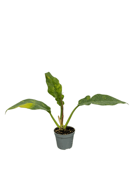 פילדנדרון רינג אוף פייר קוטר 9 - רוטין (ירוק במרפסת לשעבר)