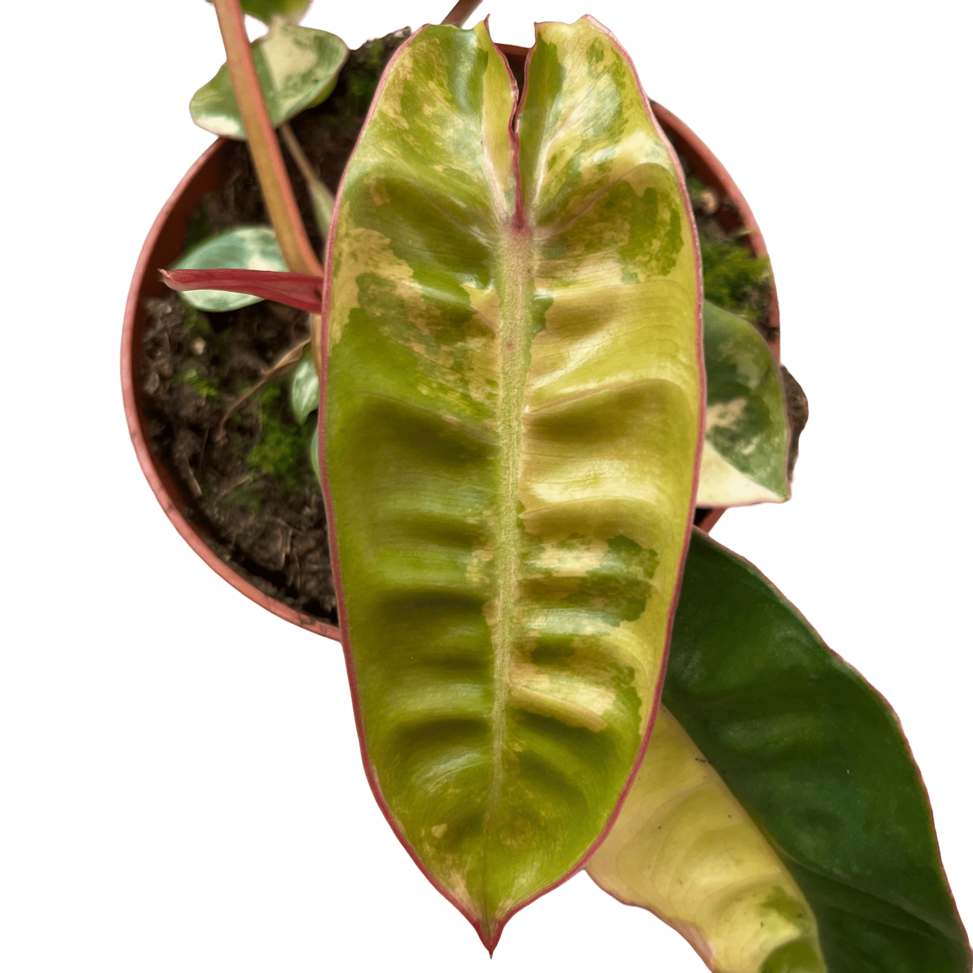 פילונדנדרון בליטיאיי מגוון - רוטין (ירוק במרפסת לשעבר)