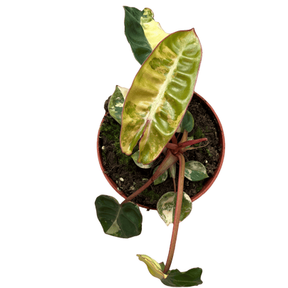 פילונדנדרון בליטיאיי מגוון - רוטין (ירוק במרפסת לשעבר)