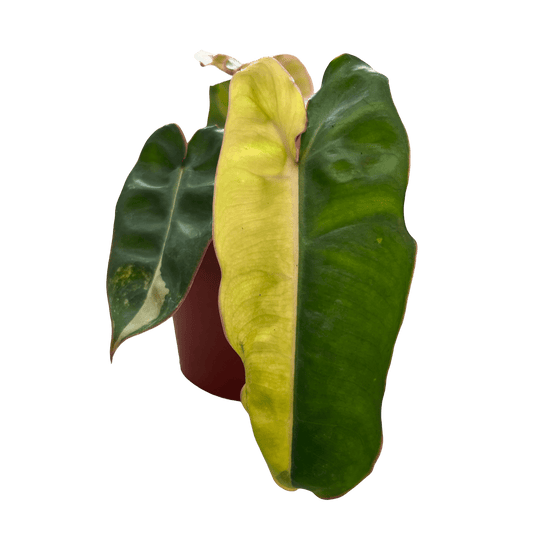 פילונדנדרון בליטיאיי מגוון - רוטין (ירוק במרפסת לשעבר)