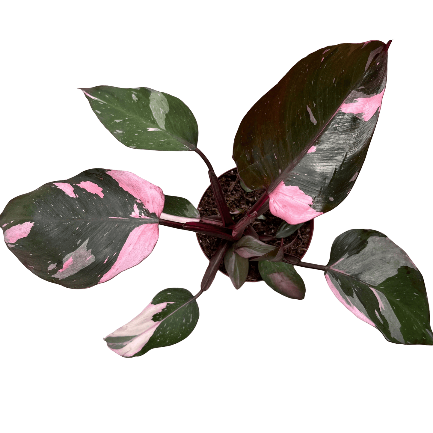 פילונדנדרון פינק פרינסס קוטר 12 - רוטין (ירוק במרפסת לשעבר)