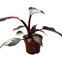 עציץ מגדלים (חינם)