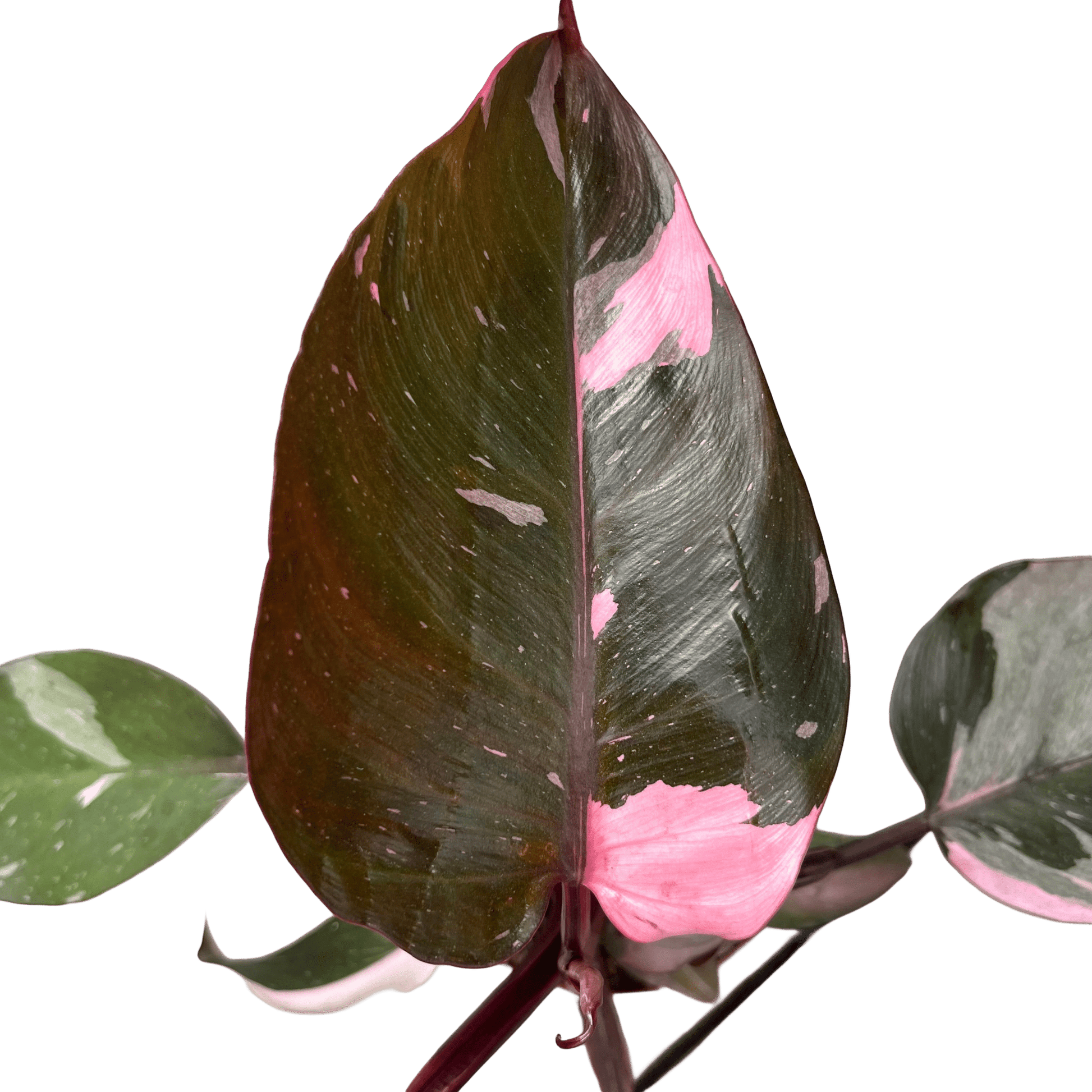 פילונדנדרון פינק פרינסס קוטר 12 - רוטין (ירוק במרפסת לשעבר)