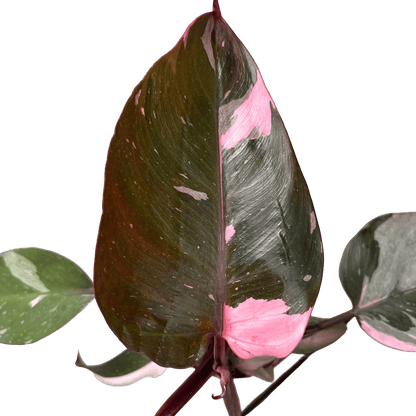 פילונדנדרון פינק פרינסס קוטר 12 - רוטין (ירוק במרפסת לשעבר)