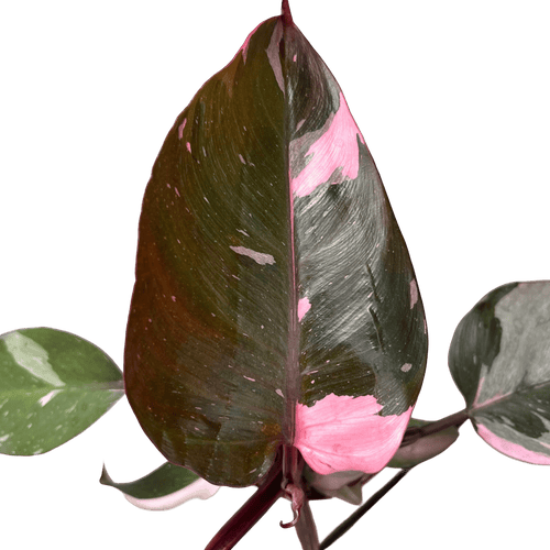 פילונדנדרון פינק פרינסס קוטר 12 - רוטין (ירוק במרפסת לשעבר)