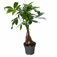 עציץ מגדלים (חינם)