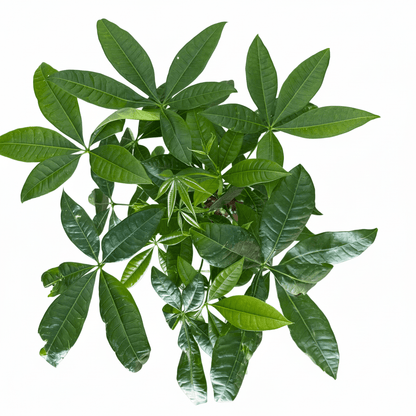 פכירה קוטר 12 - רוטין (ירוק במרפסת לשעבר)