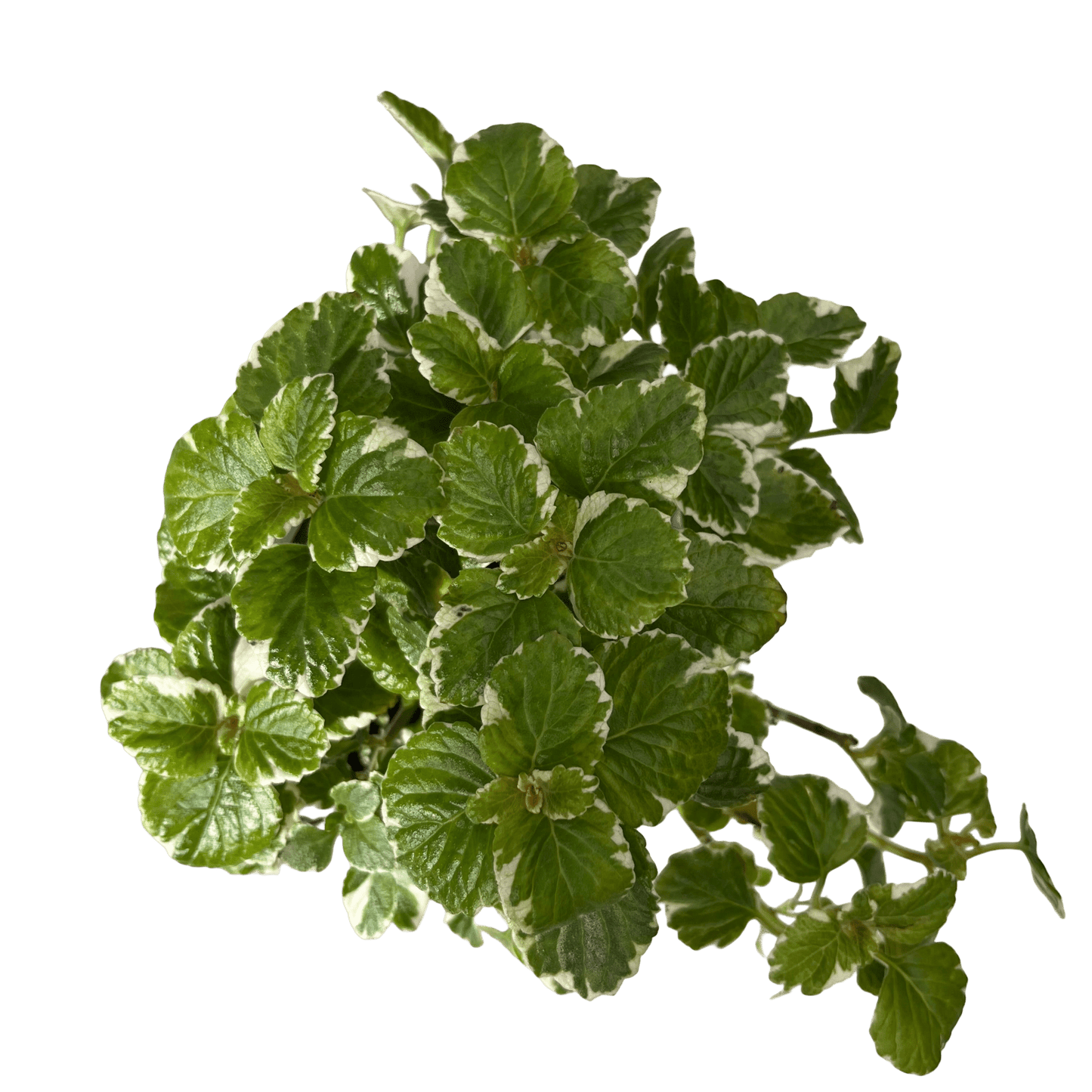 פלקטרנטוס רב שנתי - רוטין (ירוק במרפסת לשעבר)