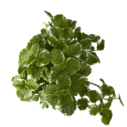 פלקטרנטוס רב שנתי - רוטין (ירוק במרפסת לשעבר)