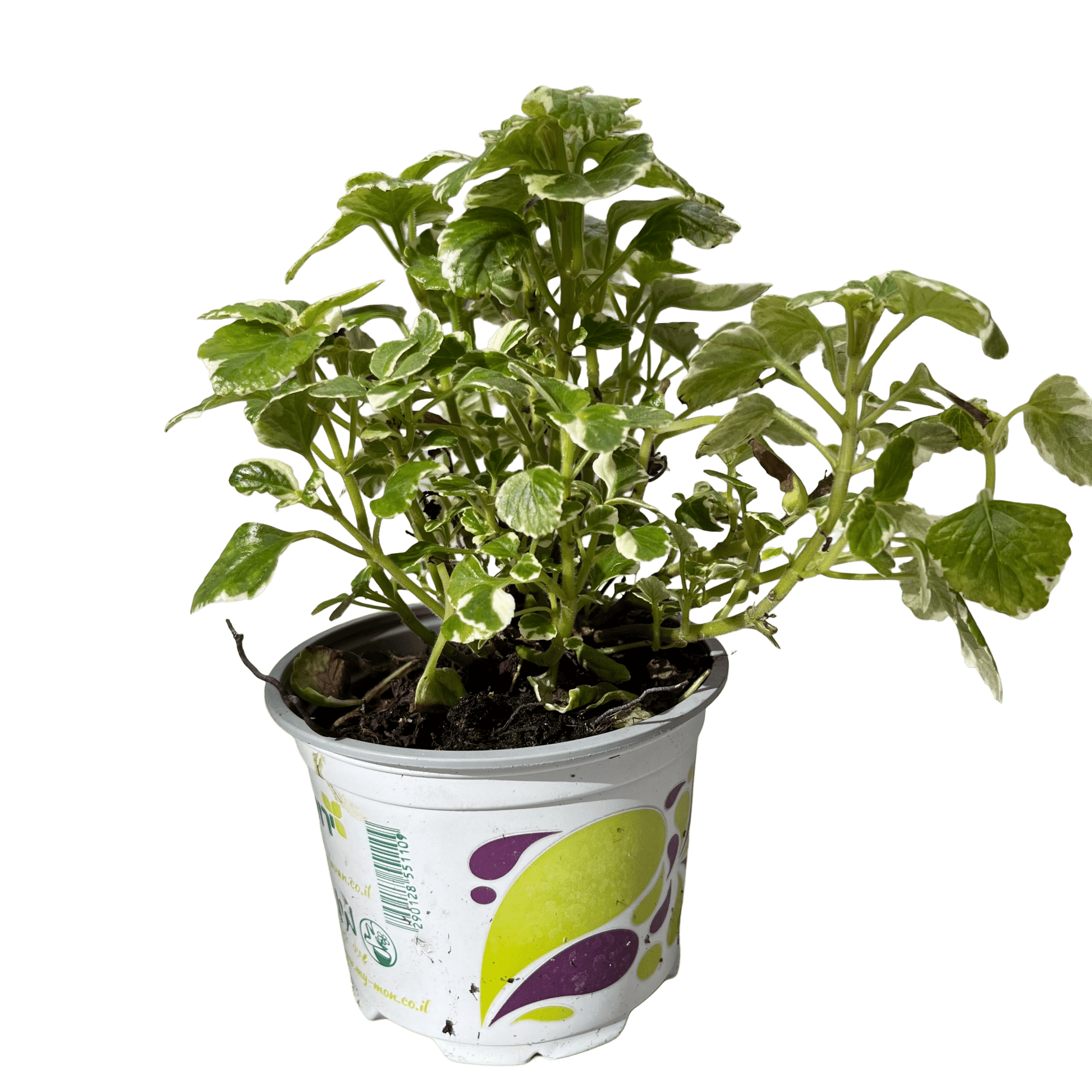 פלקטרנטוס רב שנתי - רוטין (ירוק במרפסת לשעבר)