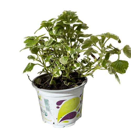 פלקטרנטוס רב שנתי - רוטין (ירוק במרפסת לשעבר)