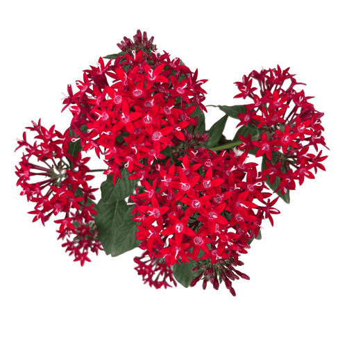 פנטס - רוטין (ירוק במרפסת לשעבר)