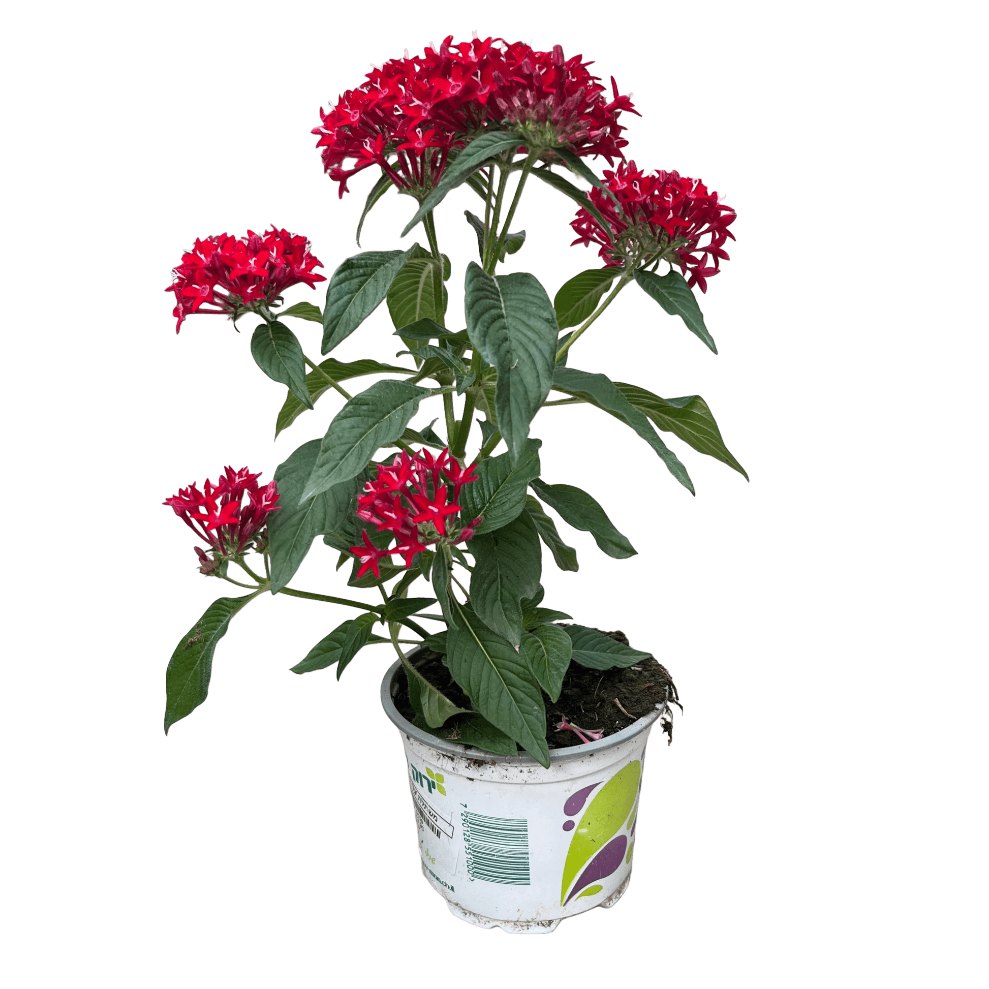 פנטס - רוטין (ירוק במרפסת לשעבר)