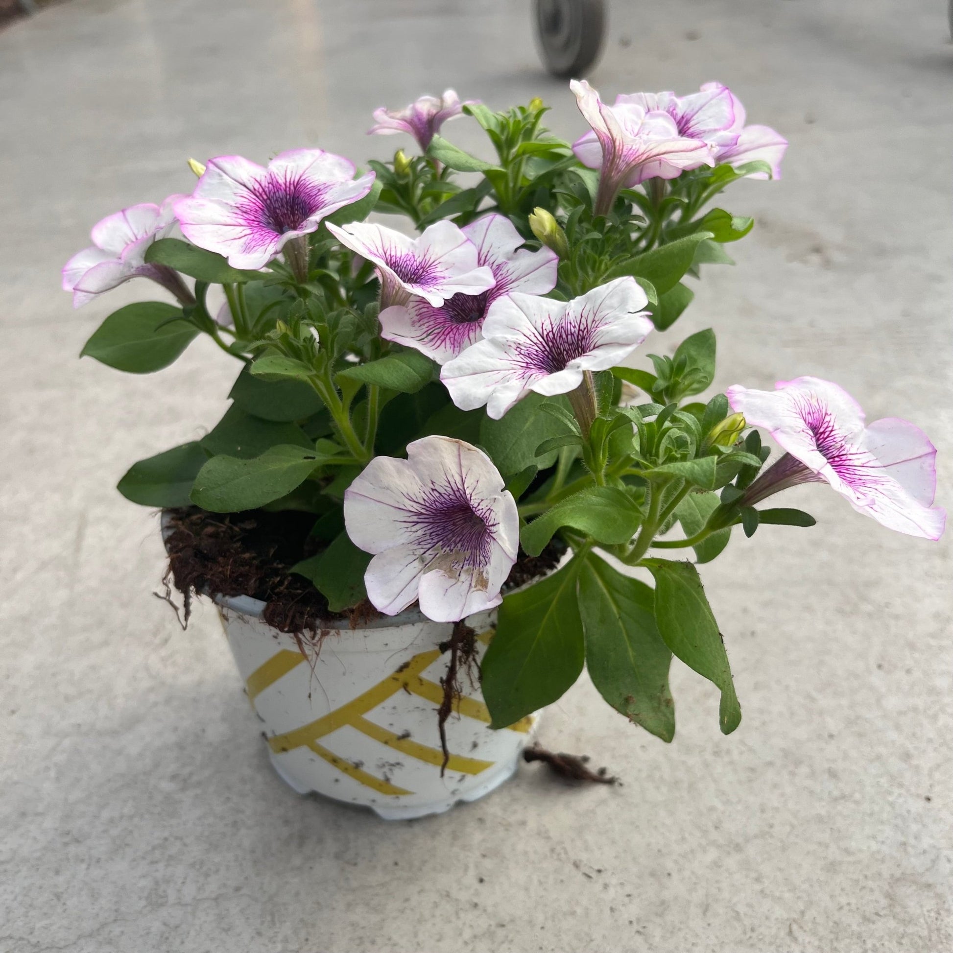 פטוניה קוטר עציץ 12 ס"מ (רב שנתי לגינה) - רוטין (ירוק במרפסת לשעבר)