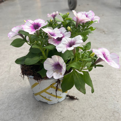 פטוניה קוטר עציץ 12 ס"מ (רב שנתי לגינה) - רוטין (ירוק במרפסת לשעבר)