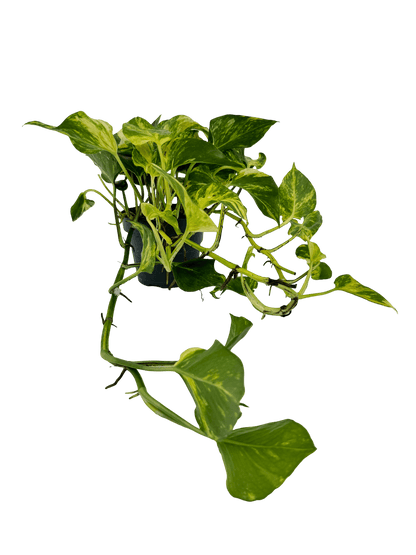 פוטוס אנגוי גולד עציץ קוטר 12 ס״מ - רוטין (ירוק במרפסת לשעבר)