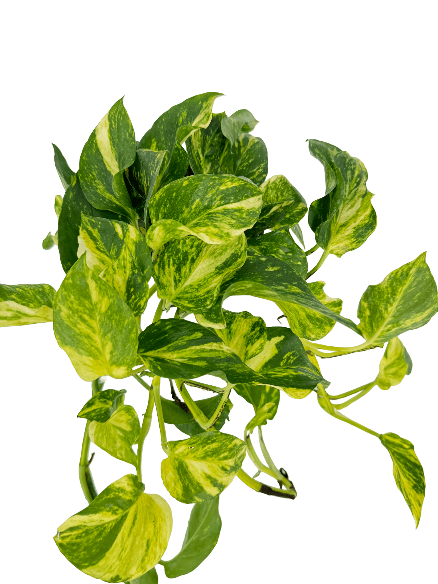 פוטוס אנגוי גולד עציץ קוטר 12 ס״מ - רוטין (ירוק במרפסת לשעבר)