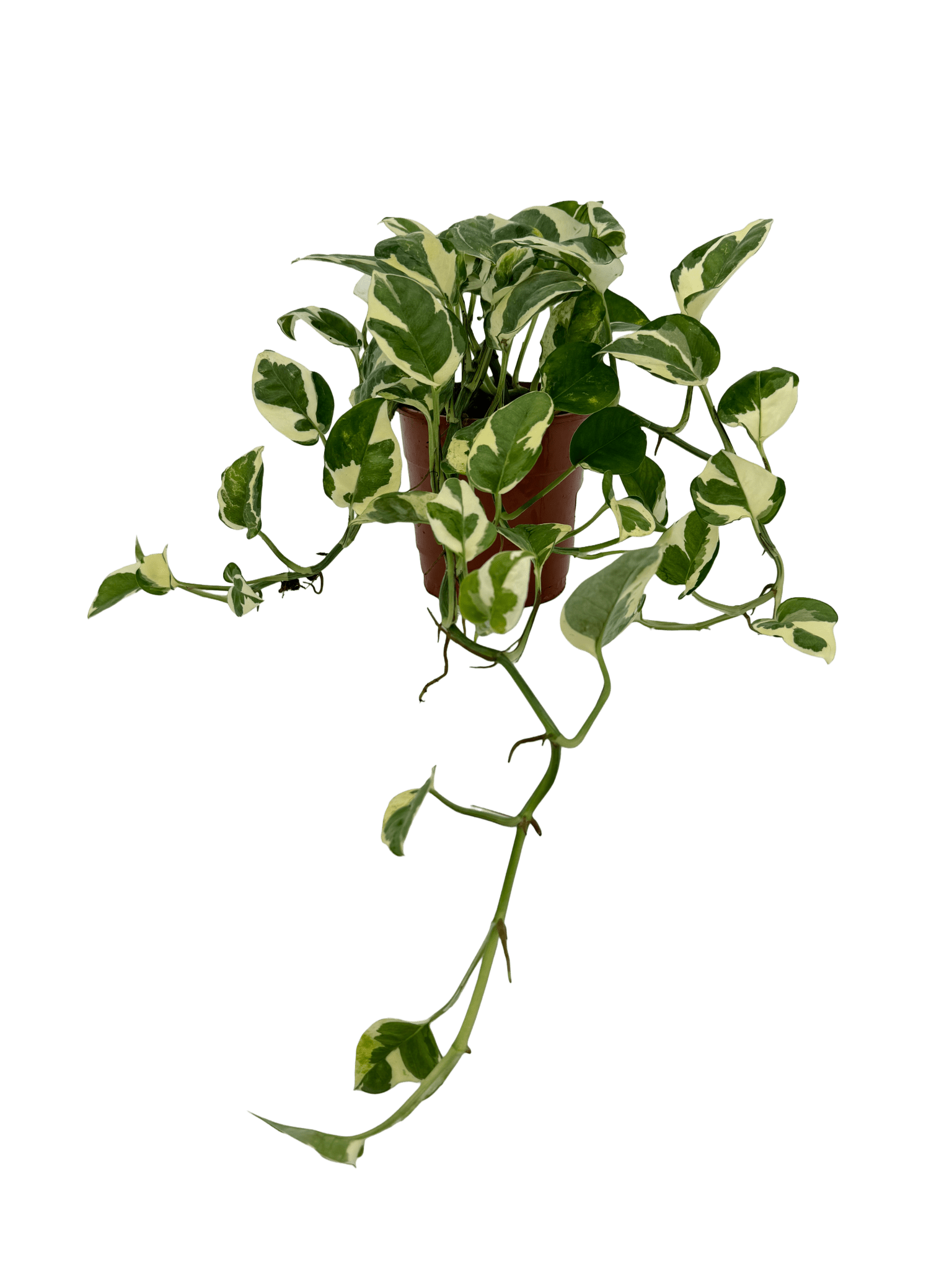 פוטוס אנגוי עציץ קוטר 12 ס״מ - רוטין (ירוק במרפסת לשעבר)