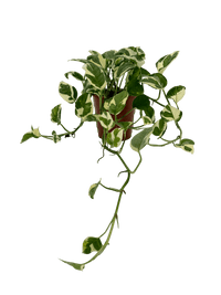 עציץ מגדלים (חינם)