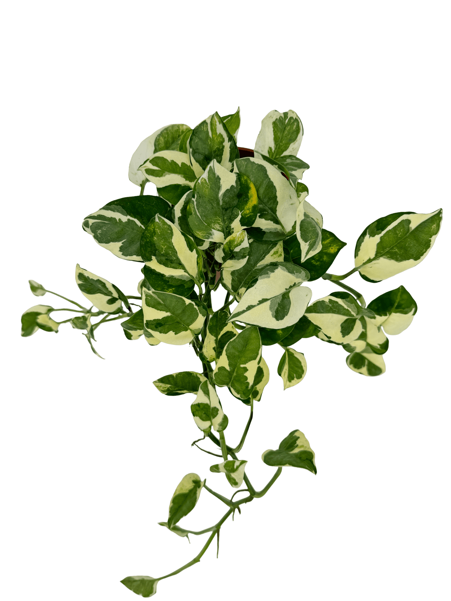 פוטוס אנגוי עציץ קוטר 12 ס״מ - רוטין (ירוק במרפסת לשעבר)