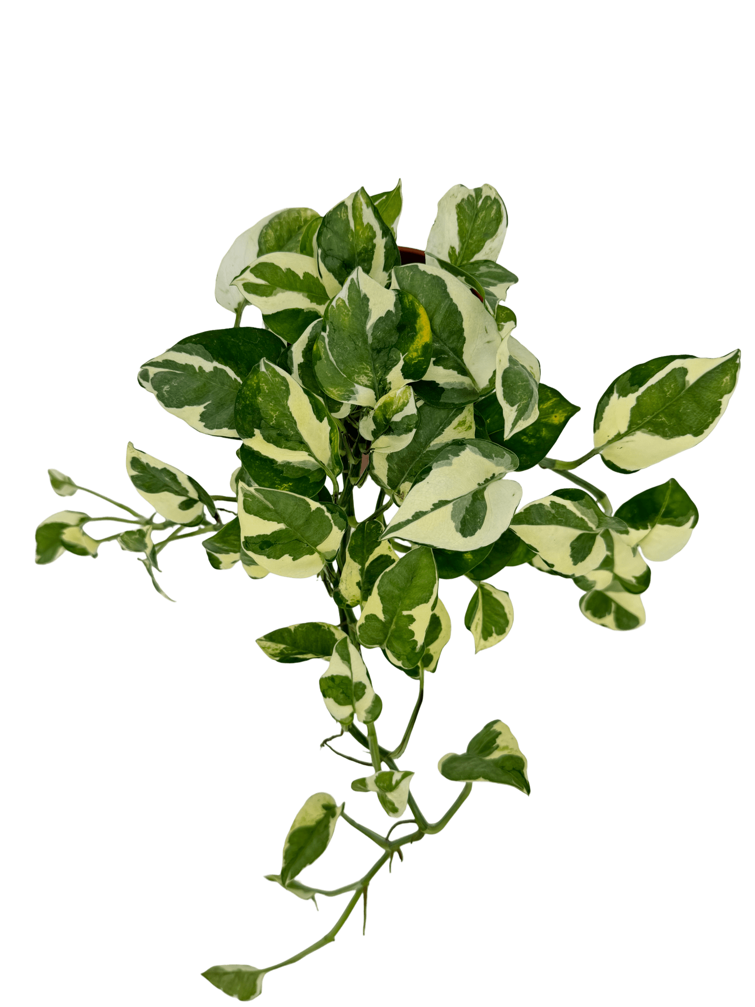 פוטוס אנגוי עציץ קוטר 12 ס״מ - רוטין (ירוק במרפסת לשעבר)