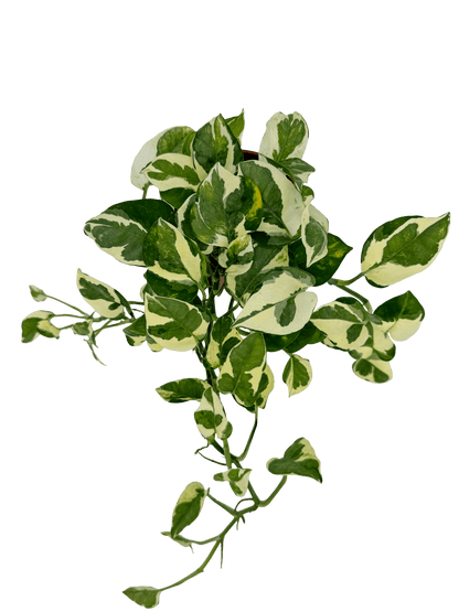 פוטוס אנגוי עציץ קוטר 12 ס״מ - רוטין (ירוק במרפסת לשעבר)