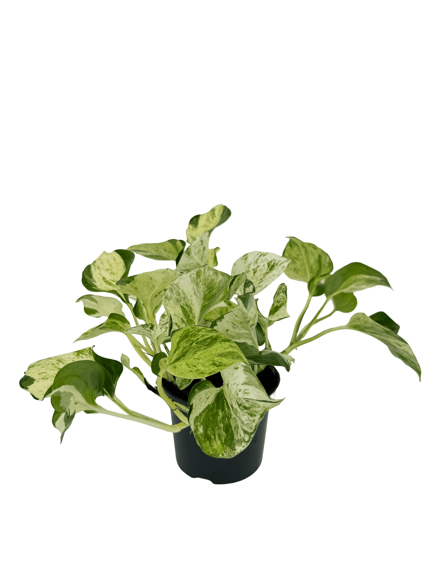 פוטוס מנגולה עציץ קוטר 12 ס״מ - רוטין (ירוק במרפסת לשעבר)