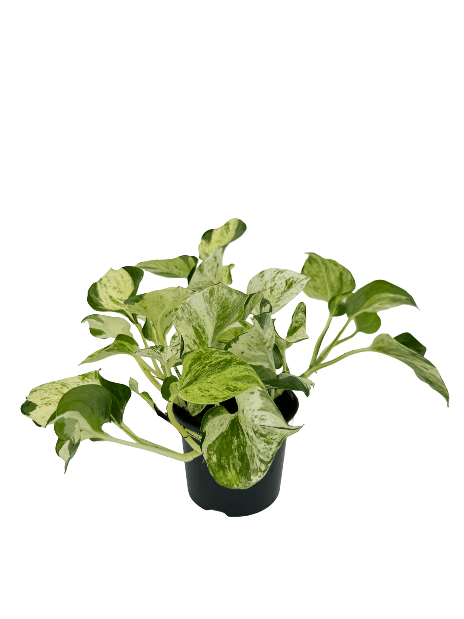 פוטוס מנגולה עציץ קוטר 12 ס״מ - רוטין (ירוק במרפסת לשעבר)