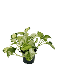 עציץ מגדלים (חינם)