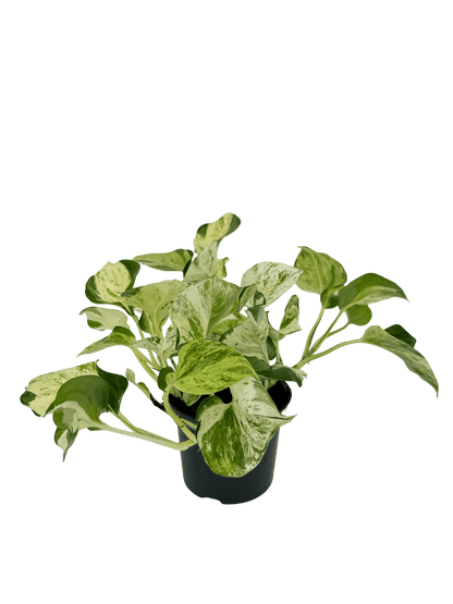 פוטוס מנגולה עציץ קוטר 12 ס״מ - רוטין (ירוק במרפסת לשעבר)