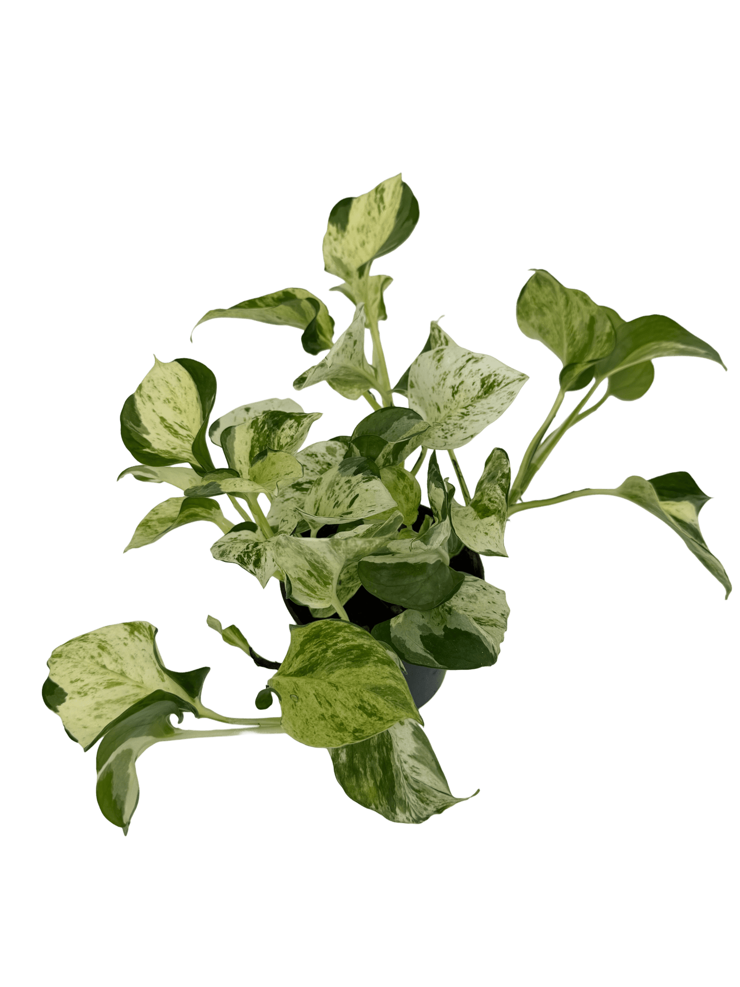 פוטוס מנגולה עציץ קוטר 12 ס״מ - רוטין (ירוק במרפסת לשעבר)