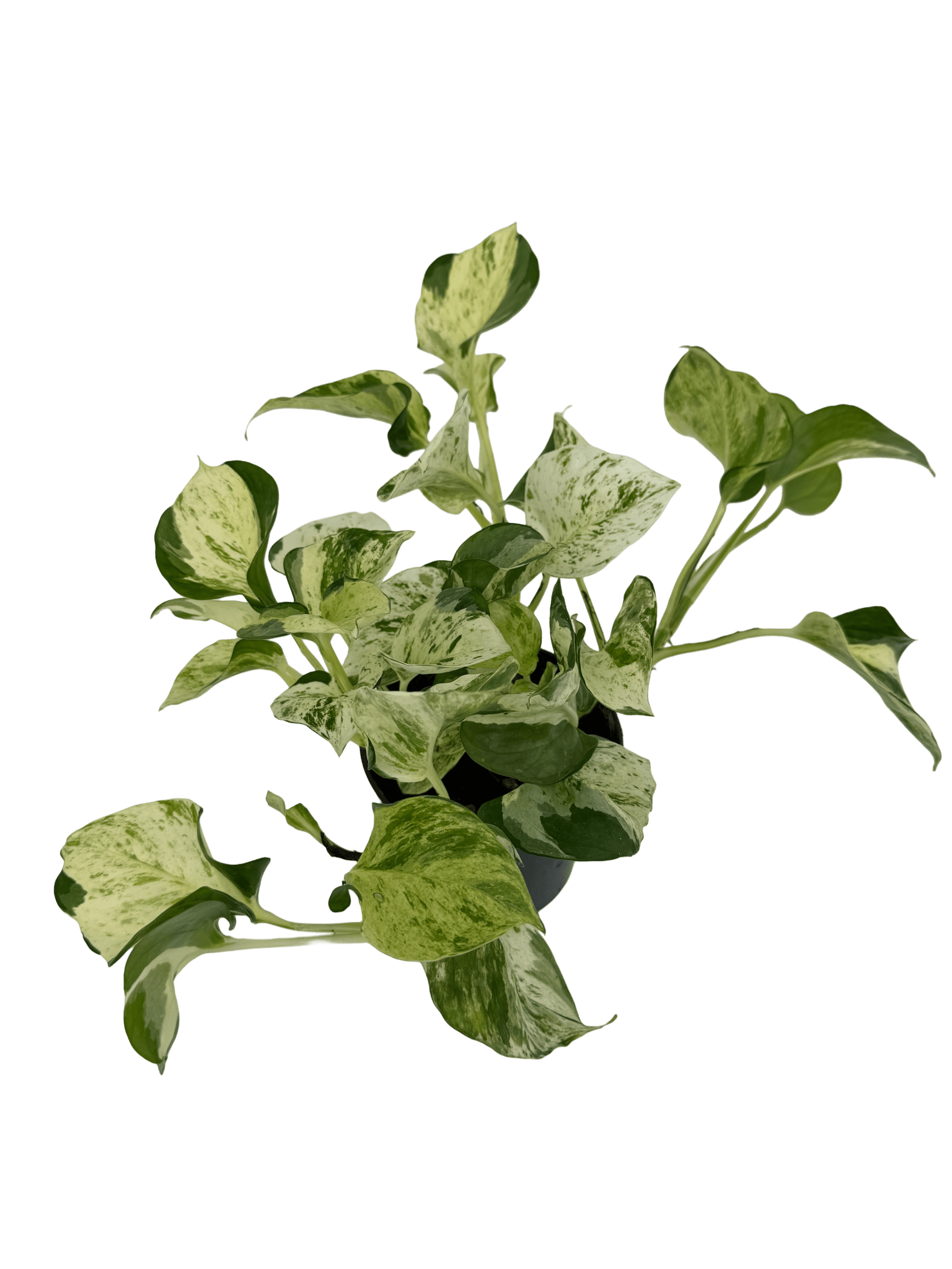 פוטוס מנגולה עציץ קוטר 12 ס״מ - רוטין (ירוק במרפסת לשעבר)