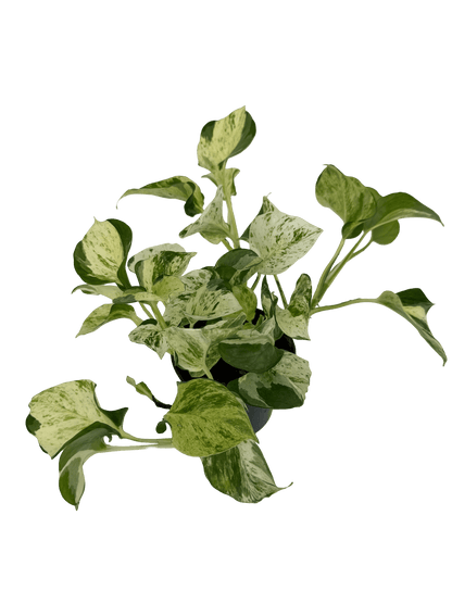 פוטוס מנגולה עציץ קוטר 12 ס״מ - רוטין (ירוק במרפסת לשעבר)