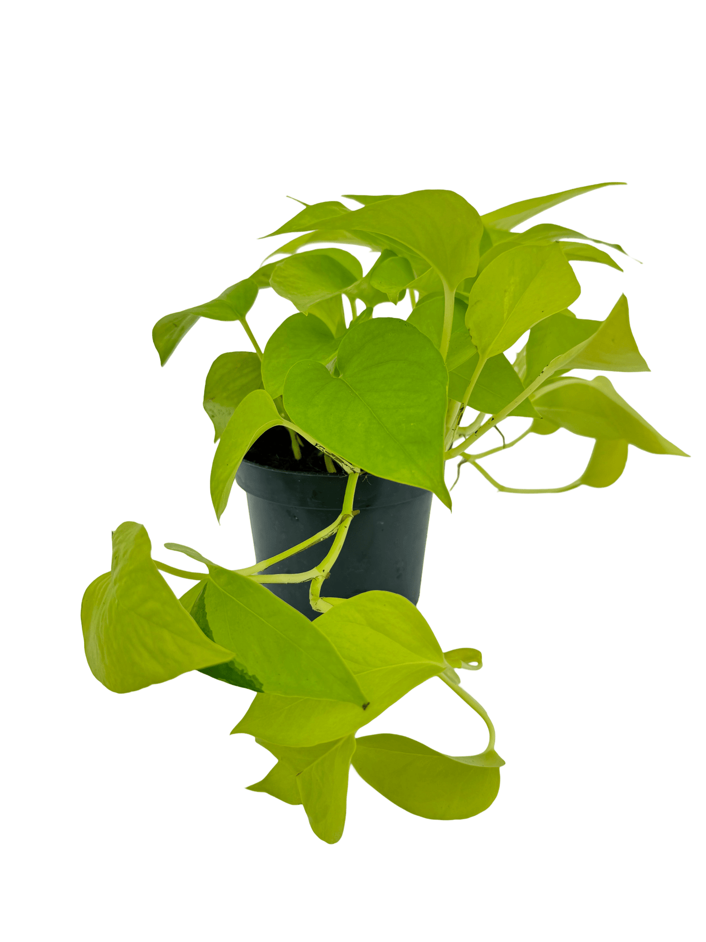 פוטוס נאון עציץ קוטר 12 ס״מ - רוטין (ירוק במרפסת לשעבר)