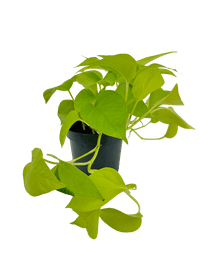 עציץ מגדלים (חינם)