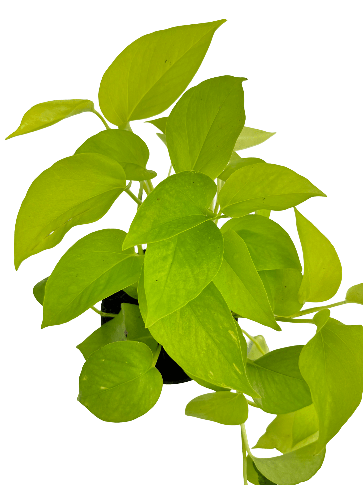 פוטוס נאון עציץ קוטר 12 ס״מ - רוטין (ירוק במרפסת לשעבר)