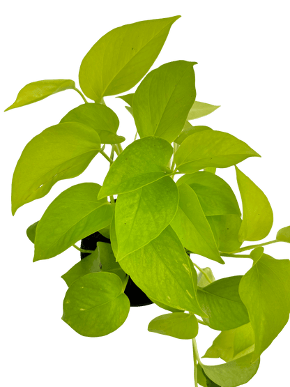 פוטוס נאון עציץ קוטר 12 ס״מ - רוטין (ירוק במרפסת לשעבר)