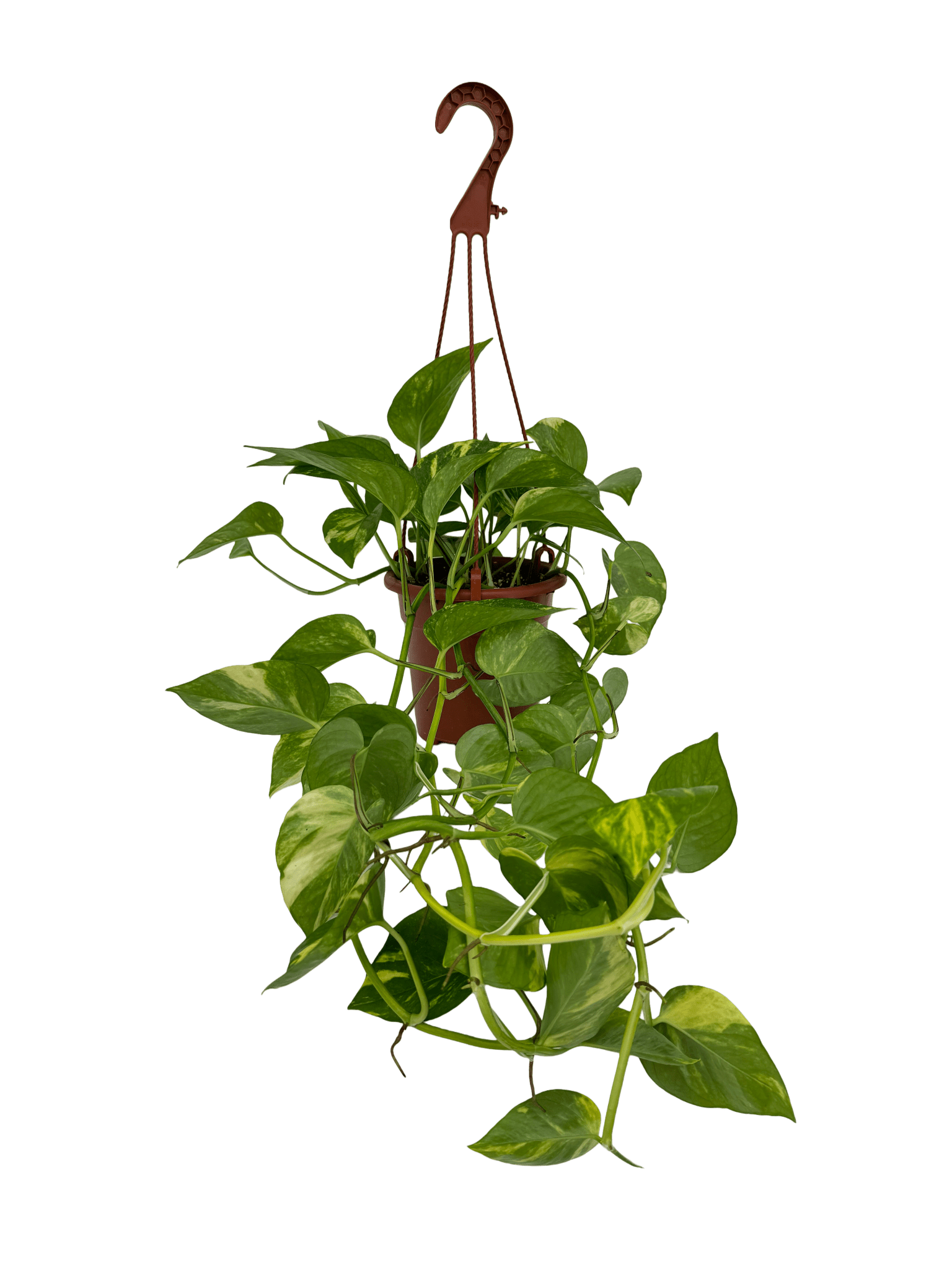 פוטוס ענק קוטר 15 - רוטין (ירוק במרפסת לשעבר)